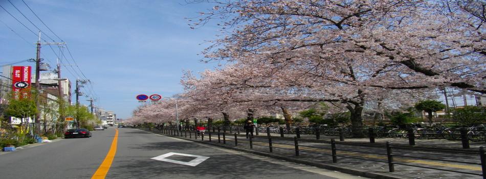 店舗北側桜並木